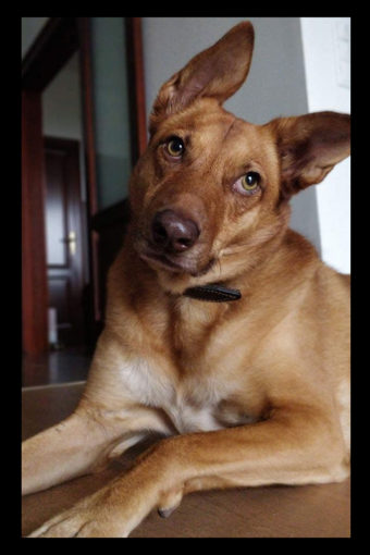 Leia, the office dog